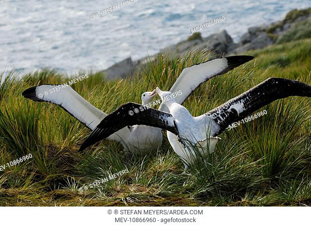 Wandering Albatross - displaying (Diomedea exulans chiroptera). Prion Island, South Georgia, Antarctica