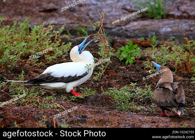 Red-footed Booby (Sula sula) with a stick in its beak, Genovesa Island, Galapagos National Park, Ecuador