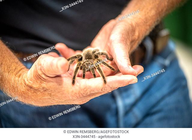 A hairy spider being held in a hand,