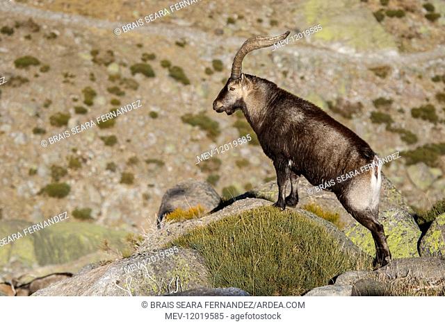 Western Spanish ibex - male on rocks - Sierra de Gredos, Castilla Leon, Spain,