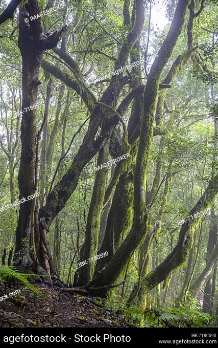 Laurel forest near El Cedro, Hermigua, La Gomera, Spain, Europe