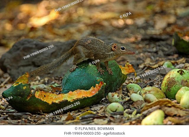 Northern Treeshrew Tupaia belangeri adult, feeding on fruit on forest floor, Kaeng Krachan N P , Thailand, february
