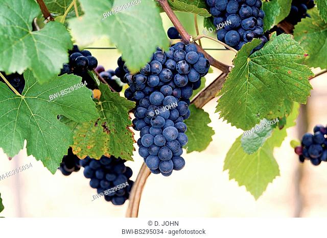 blue grapes, Germany, Bavaria, Lower Franconia, Unterfranken
