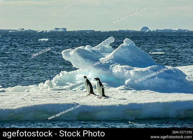 Adelie penguins (Pygoscelis adeliae) on an ice floe at Paulet Island at the tip of the Antarctic Peninsula