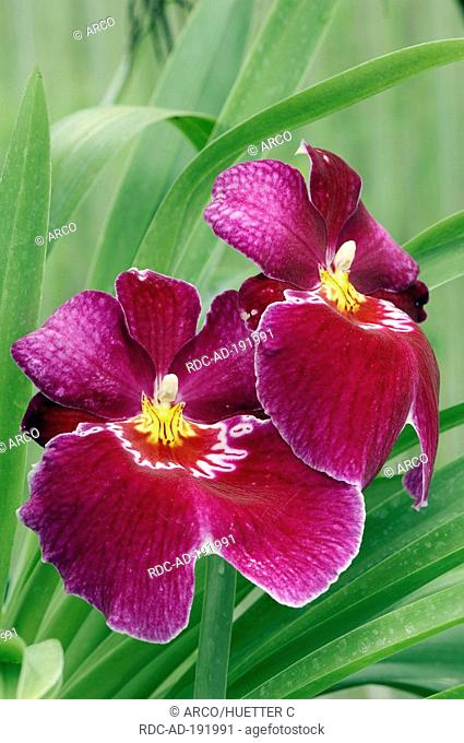 Orchid, Miltonia spec