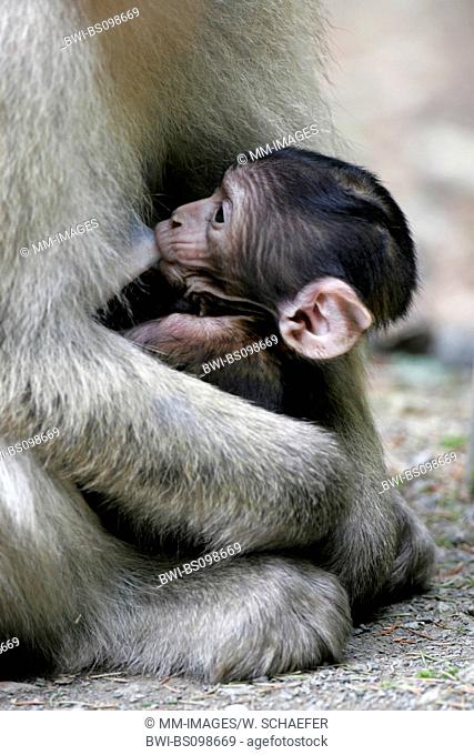 barbary ape, barbary macaque (Macaca sylvanus), mother suckling her baby