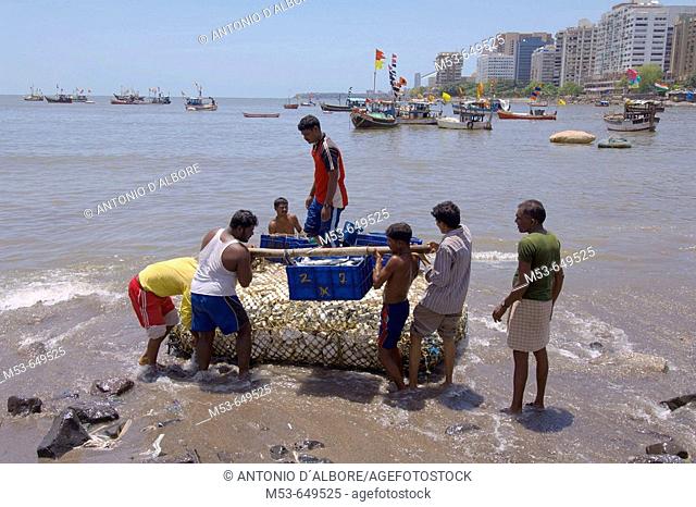 fisherman in back bay bring the daily fish load to the shore. mumbai south. mumbay city. maharashtra. india. asia