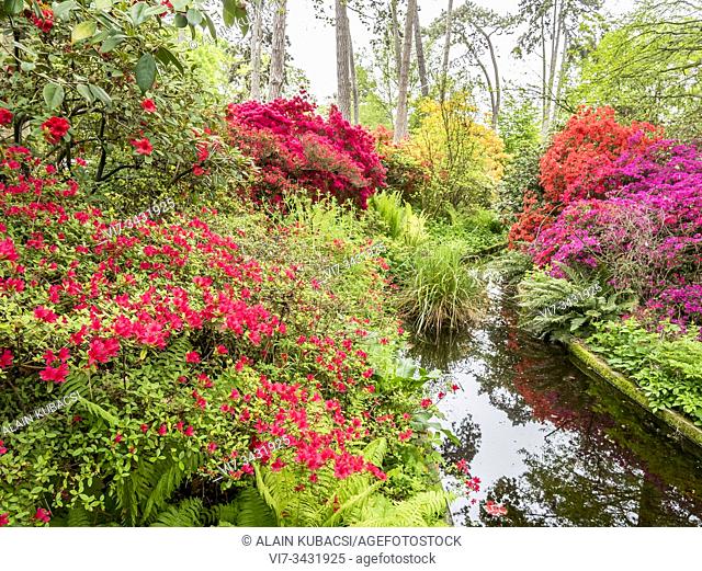 Rhododendron 'Addy Wery', Rhododendron 'Maxwellii', Rhododendron 'Philinte', Parc Floral de Vincennes, Paris, France