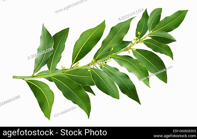 Fresh bay leaves branch, laurel twig isolated on white background with clipping path