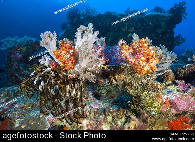 Pristine Coral Reef, Christmas Island, Australia