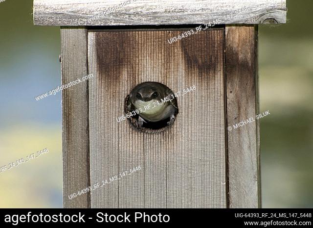Little Canada, Minnesota. Gervais Park. Female Tree Swallow, Tachycineta bicolor, looking out of her nesting box