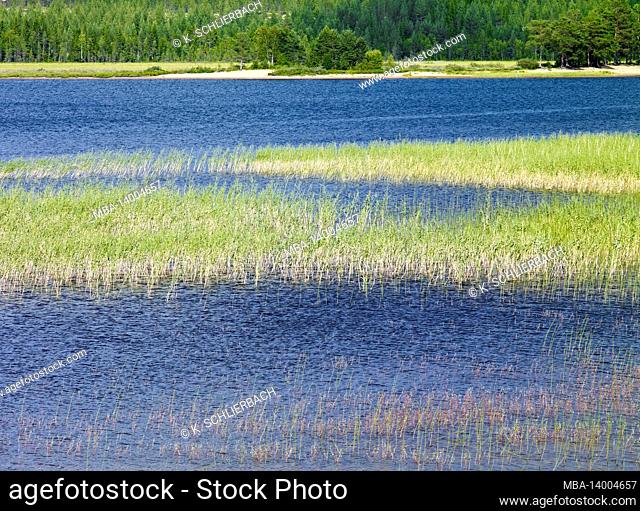 europe, sweden, dalarna, idre, städjan-nipfjället nature reserve, reed grasses in the österdalälven river