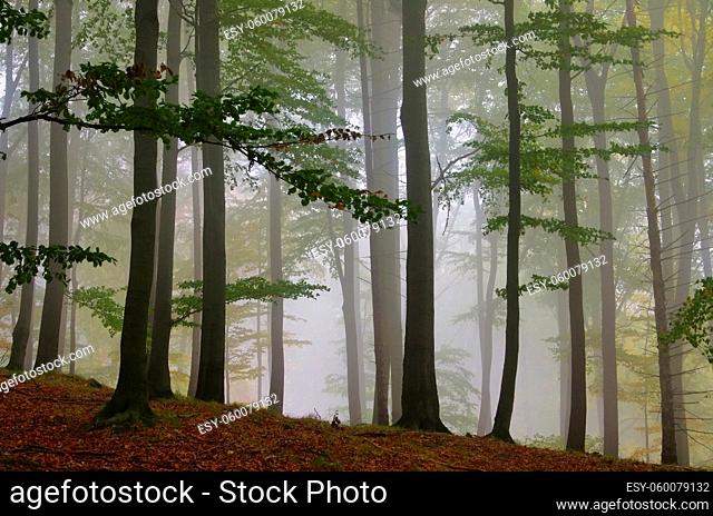 Buchenwald im Nebel - beech forest in fog 02
