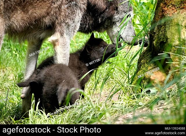 Timber wolf, American wolf (Canis lupus occidentalis), puppy with old animal at burrow, Germany
