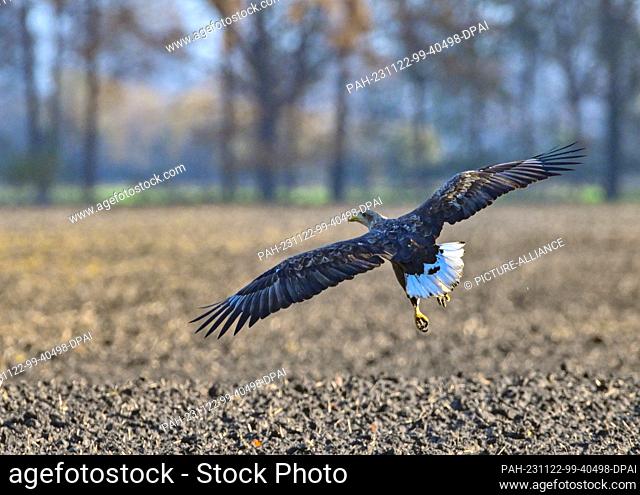 22 November 2023, Brandenburg, Hackenow: A white-tailed eagle (Haliaeetus albicilla) flies over a field in the Oderbruch in the east of the state of Brandenburg