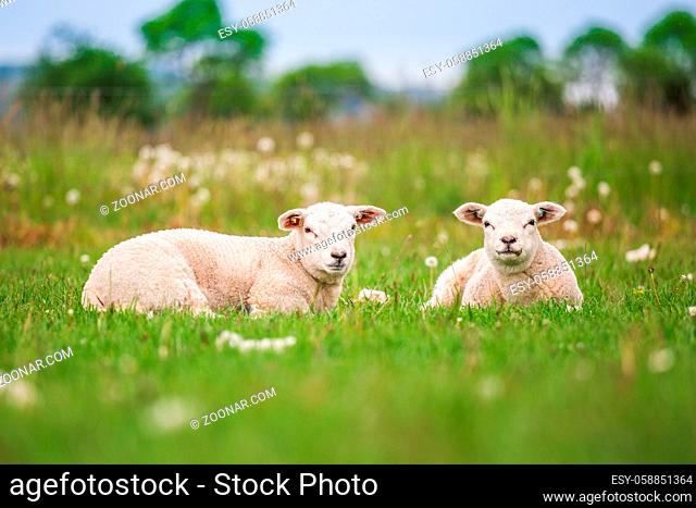 Texel ewe, newborn twin lambs in lush green meadow in Spring Time.Texel is a breed of sheep