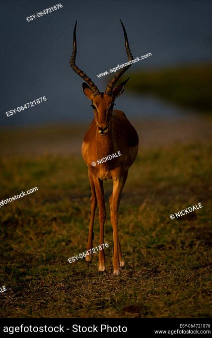 Male common impala stands staring into lens
