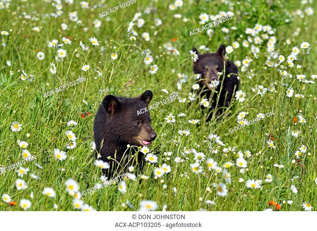 Black bear (Ursus americanus) Cubs, captive raised, Minnesota wildlife Connection, Sandstone, Minnesota, USA