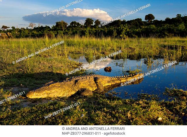 Nile crocodile Crocodylus niloticus, Chobe river, Chobe National Park, Botswana