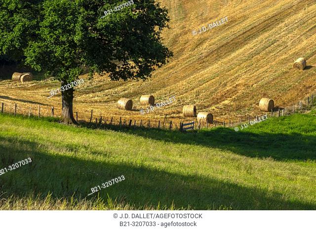 France, Auvergne, Cantal, summer landscape near Boisset