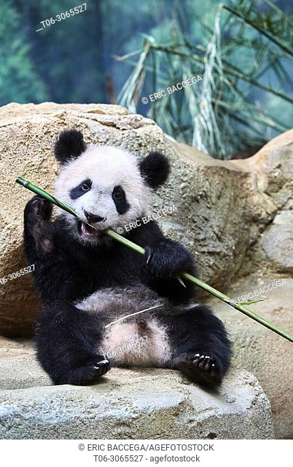 Giant panda cub (Ailuropoda melanoleuca) playfully chewing a bamboo stick. Yuan Meng, first giant panda ever born in France
