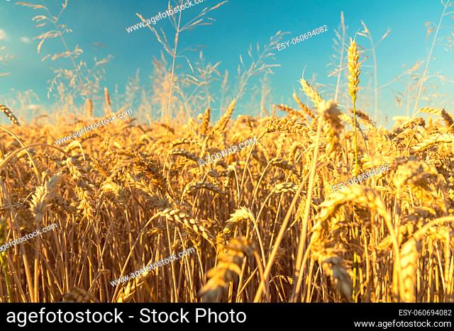 Agricultural fragmental panorama of the wheat field. Ripe wheat and wild flowers close-up. Shallow depth of field. Toned