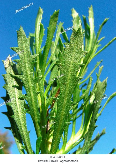 Haplopappus (Haplopappus glutinosus, Haplopappus coronopifolius), wild form, foliage against blue sky
