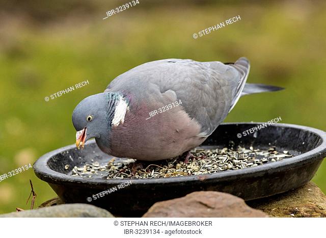 Common Wood Pigeon (Columba palumbus) feeding in a food bowl, Hesse, Germany