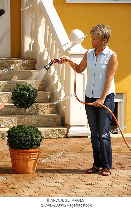 Woman watering Boxwood, Buxus sempervirens, garden hose