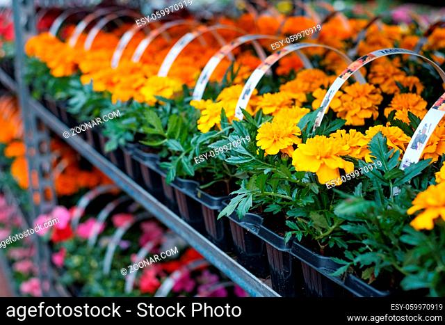 Many colorful flowers in a row at nurseryor flower shop
