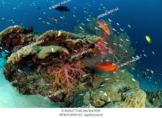 Coral Reef, Similan Islands, Thailand