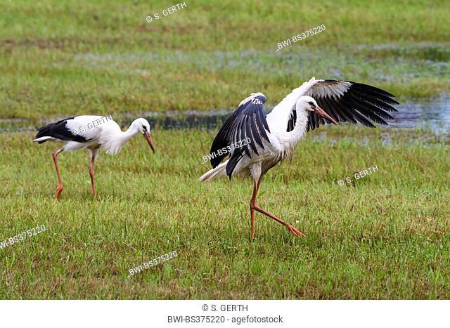white stork (Ciconia ciconia), young white stork dries its plumage after bathing, Switzerland, Sankt Gallen, Rheineck