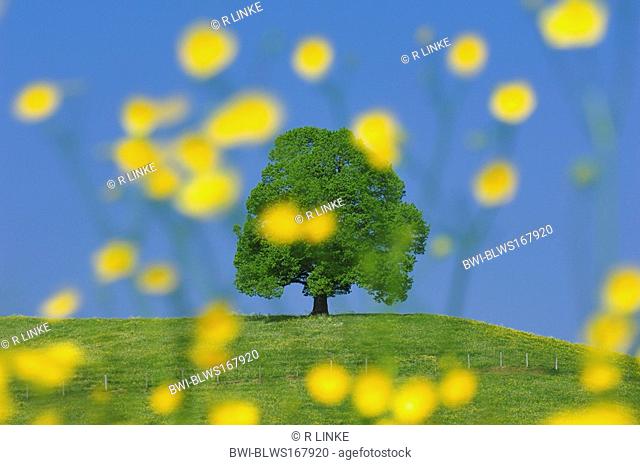 large-leaved lime, lime tree Tilia platyphyllos, free-standing single tree on a green meadow, with rape in the foreground, Germany, Bavaria, Allgaeu