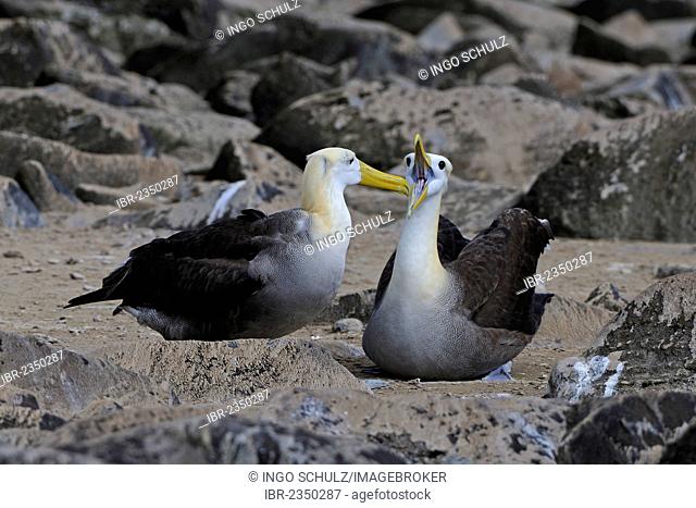 Galapagos Albatross or Waved Albatross (Phoebastria irrorata), Española Island, Galapagos Islands, UNESCO World Heritage Site, Ecuador, South America