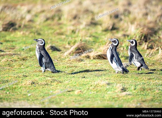 Magellanic penguins (Spheniscus magellanicus) walking, Sea Lion Island, Falkland Islands, South America