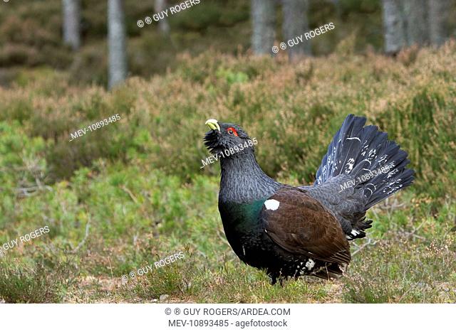 Capercaillie - displaying and defending territory - Male - February (Tetrao urogallus). Scotland - UK