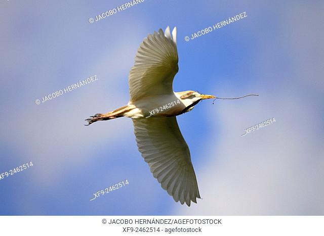 Cattle egret in flight(Bubulcus ibis)Guadiana river.Badajoz.Extremadura.Spain