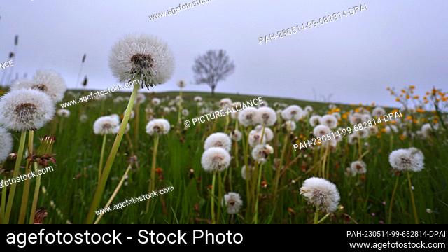14 May 2023, Bavaria, Ruderatshofen: Withered dandelions and buttercups stand in a meadow in the early morning. Photo: Karl-Josef Hildenbrand/dpa