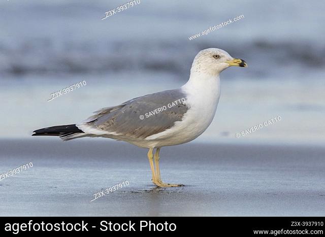 Yellow-legged Gull (Larus michahellis), side view of a third winter individual standing on the shore, Campania, Italy