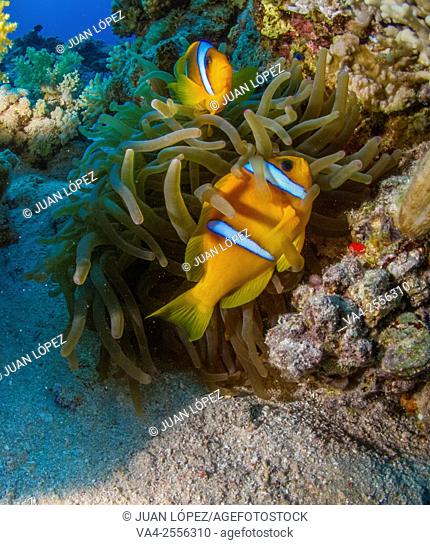 Clown fish Amphiprion bicinctus. Red Sea, Sharm el-Sheikh, Egypt