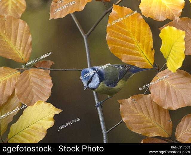 Blue Tit among autumn leaves Stockholm Sweden