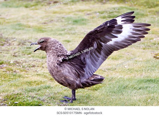 An adult Brown Skua Catharacta antarctica on South Georgia Island in the Southern Ocean This skua is often referred to as Antarctic Skua or vice versa
