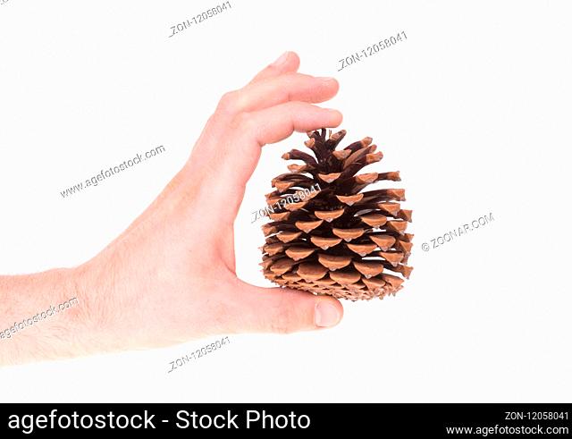 Single pine cone isolated on a white background