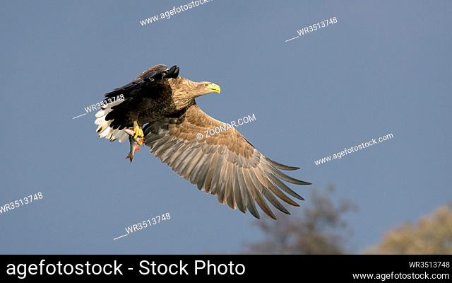 White-tailed eagle (haliaeetus albicilla) with catch Seeadler (haliaeetus albicilla) mit erbeutetem fisch