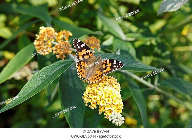 PAINTED LADY BUTTERFLY VANESSA CARDUI TAKING NECTAR FROM BEDDLEJA