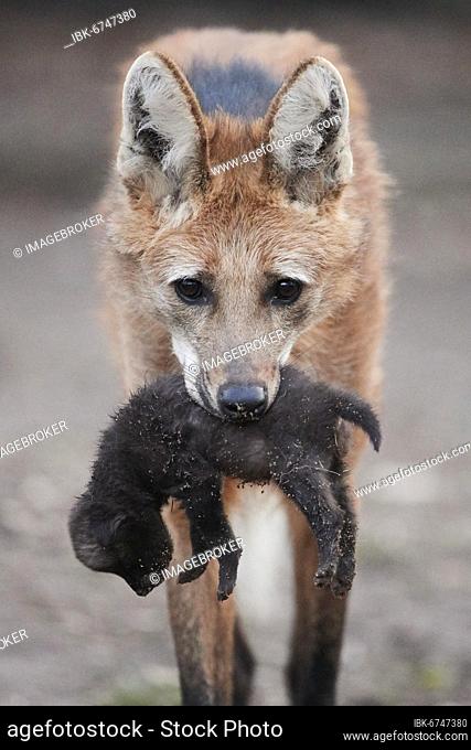 Maned wolf (Chrysocyon brachyurus) carrying a cub in mouth, Germany, Europe