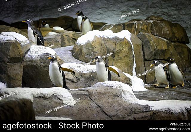 Illustration picture shows a visit to the penguin cave at animal park Pairi Daiza, Monday 05 July 2021 in Brugelette. BELGA PHOTO VIRGINIE LEFOUR