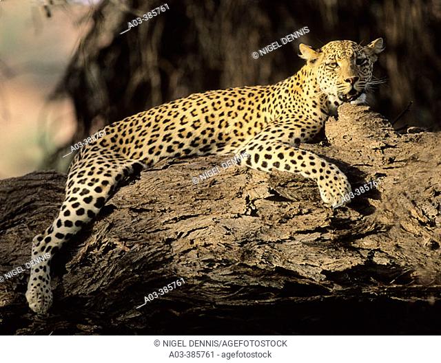 Leopard (Panthera pardus) resting in tree. Kgalagadi Transfrontier Park. Kalahari, South Africa