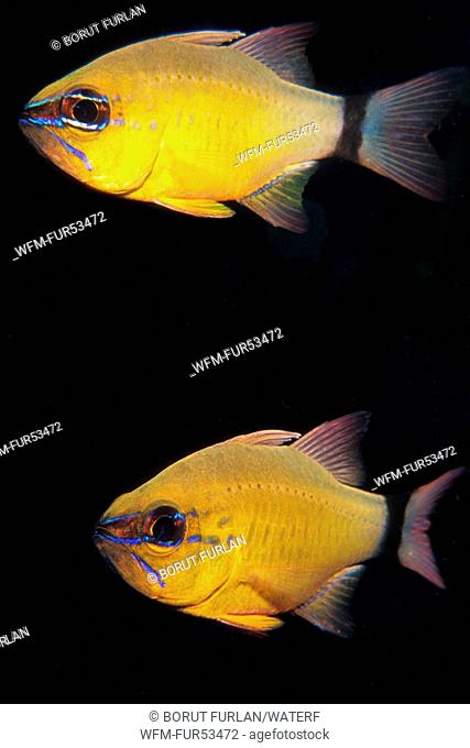 Golden Cardinalfish, Apogon aureus, Puerto Galera, Mindoro Island, Philippines