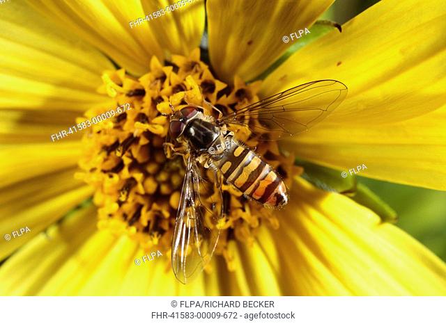 Hoverfly Episyrphus balteatus adult female, feeding on sunflower in garden, Powys, Wales